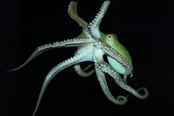 Kraken dark market